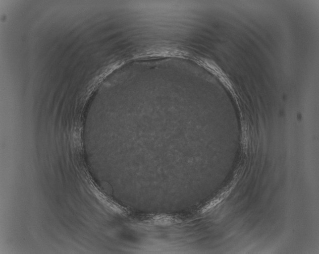 X0000066930441200603311356