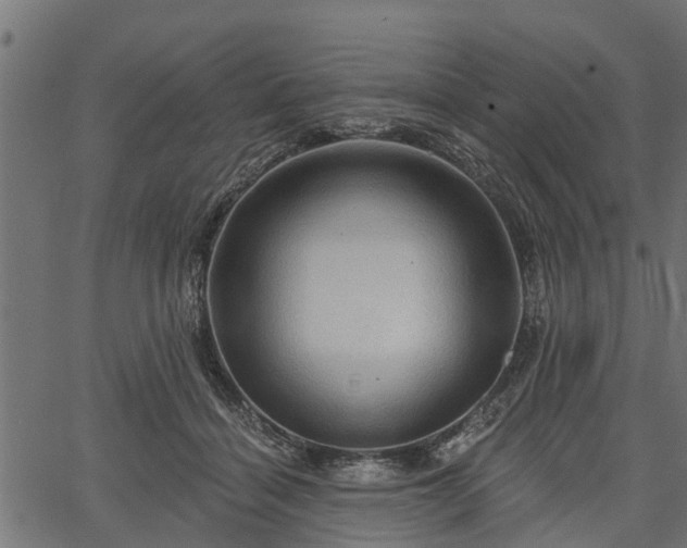 X0000066930460200603311356