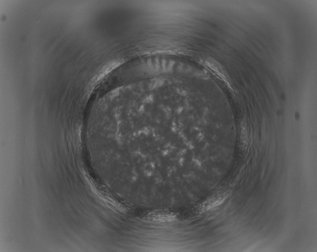 X0000066930491200603311355