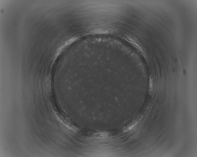 X0000066930492200603311355