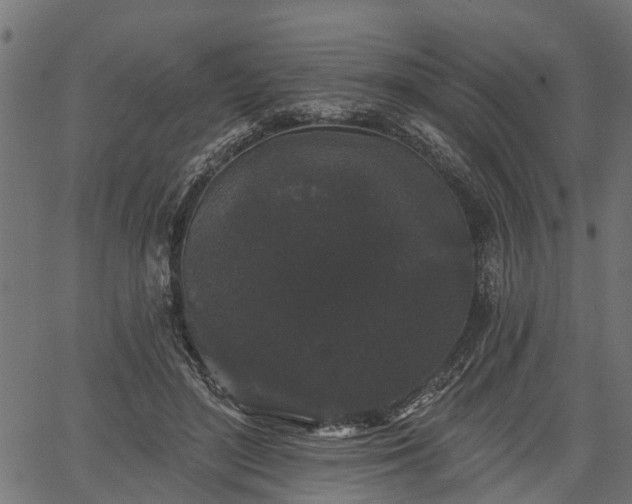 X0000066930500200603311355