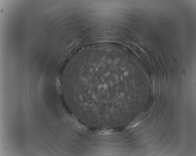 X0000066930523200603311355