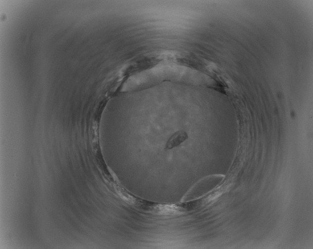 X0000066930528200603311355