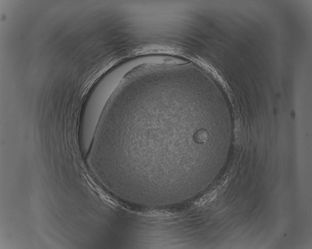 X0000066930529200603311354