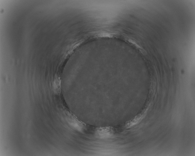 X0000066930624200603311353