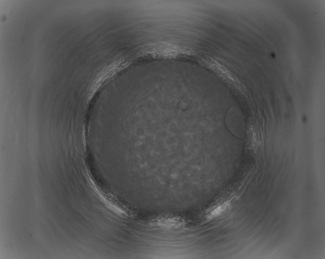 X0000066930638200603311353