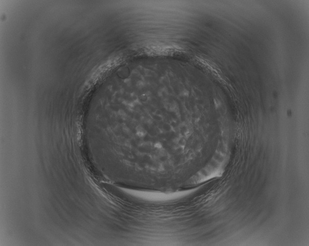 X0000066930687200603311352