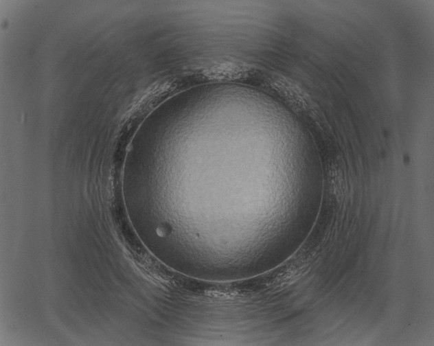 X0000066930690200603311352