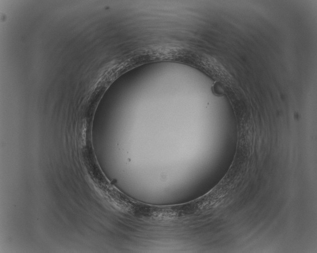 X0000066930694200603311352