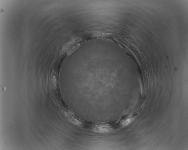 X0000066930716200603311352