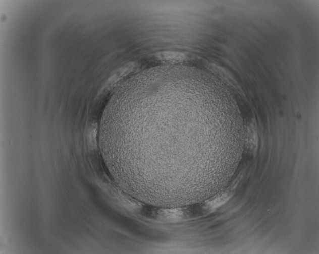 X0000066930717200603311352