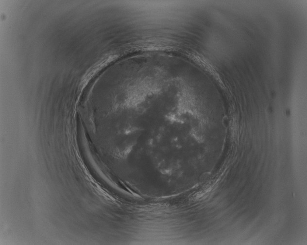 X0000066930721200603311351