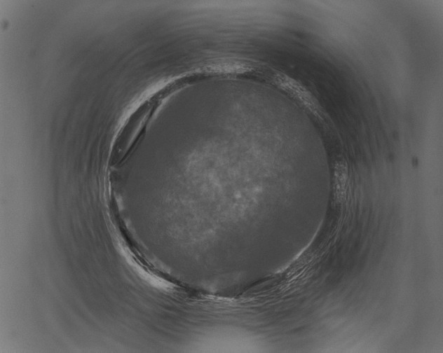 X0000066930726200603311351