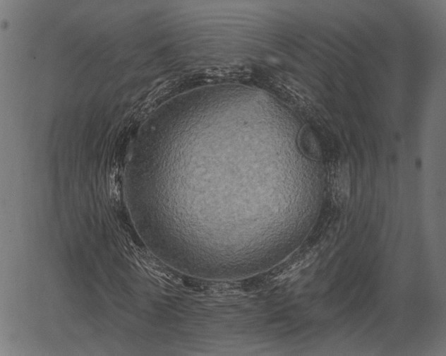 X0000066930770200603311351