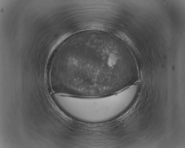 X0000066930780200603311351