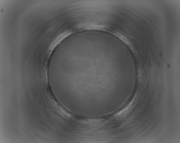 X0000066930782200603311351