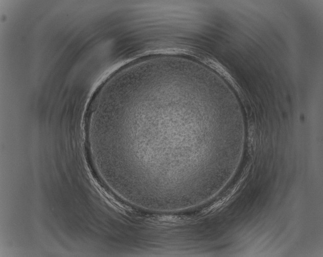 X0000066930787200603311351