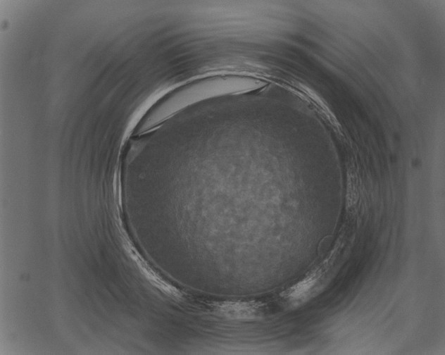 X0000066930796200603311351