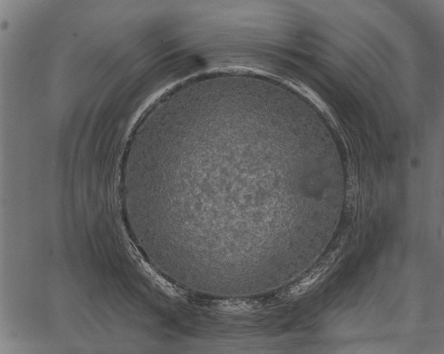 X0000066930799200603311350