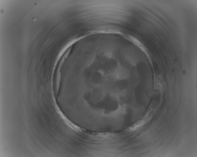 X0000066930803200603311350