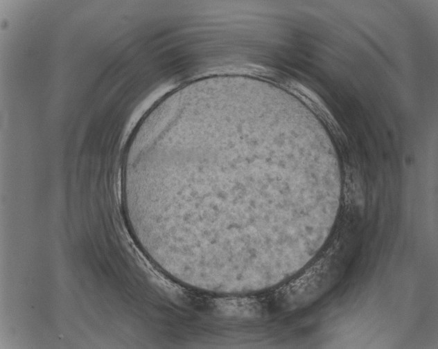 X0000066930804200603311350