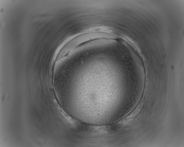 X0000066930816200603311350