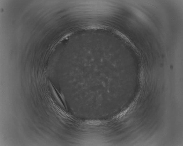 X0000066930825200603311350