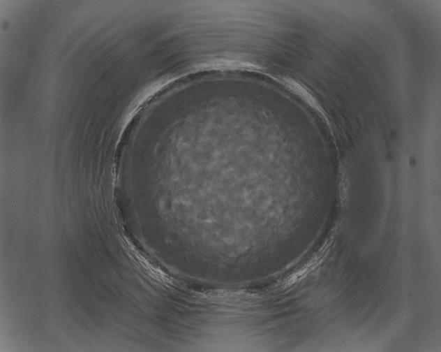 X0000066930831200603311350