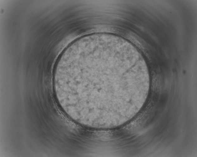 X0000066930836200603311350