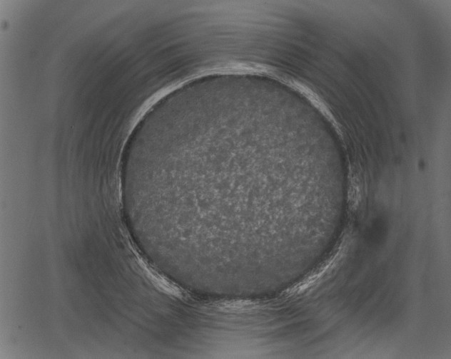 X0000066930837200603311350