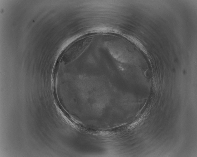 X0000066930839200603311350