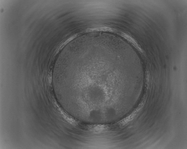 X0000066930841200603311350