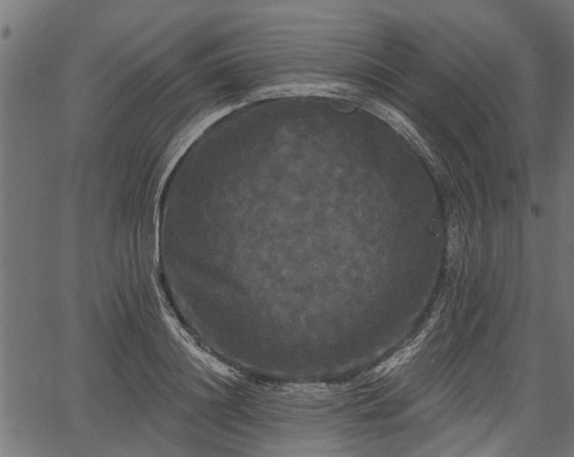 X0000066930844200603311350