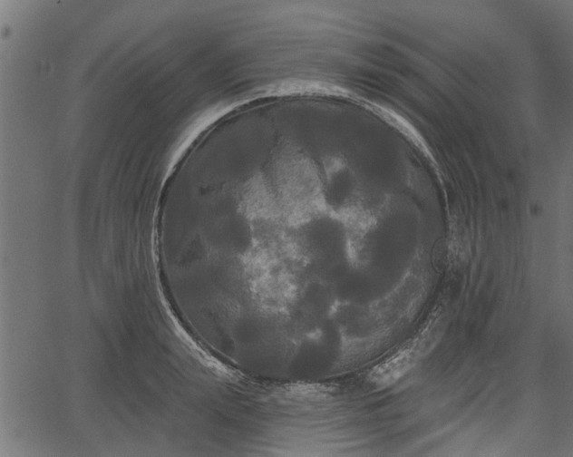 X0000066930847200603311350