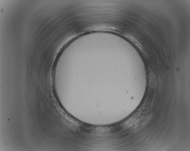 X0000066930848200603311350