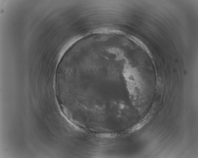 X0000066930855200603311350