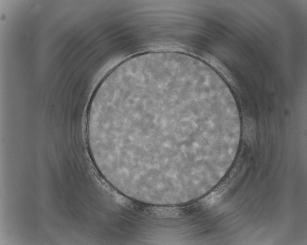 X0000066930856200603311350