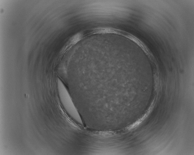 X0000066930857200603311350