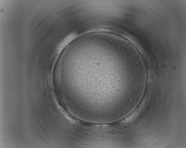 X0000066930858200603311350