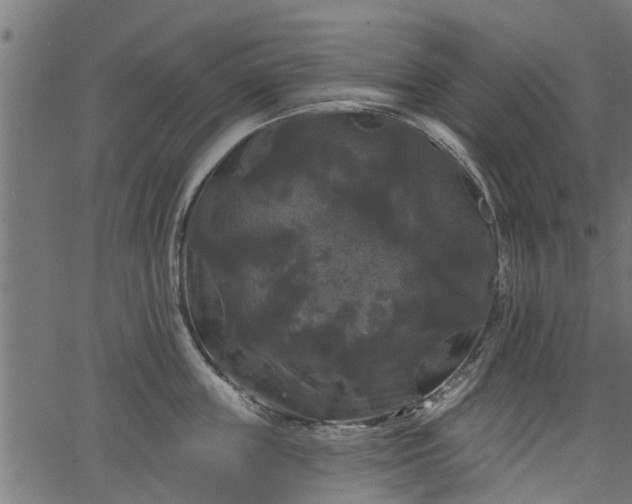 X0000066930859200603311350