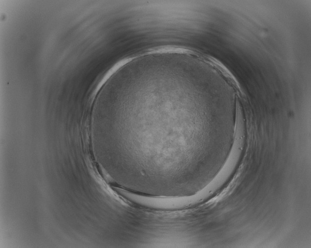 X0000066930860200603311350