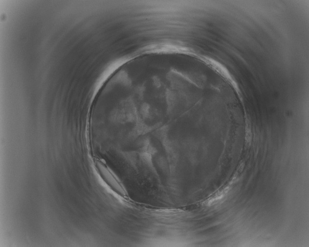 X0000066930863200603311350