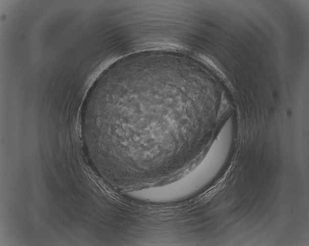 X0000066930883200603311349