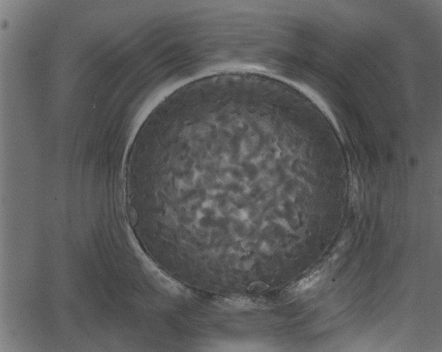 X0000066930911200603311349