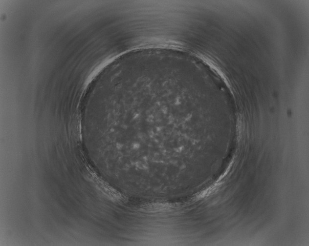 X0000066930925200603311348