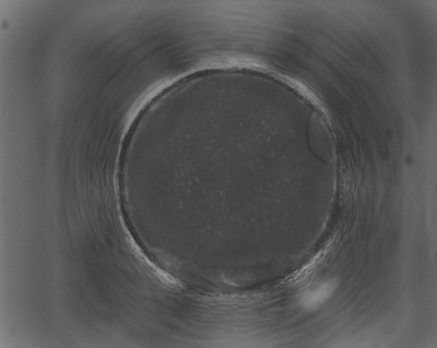 X0000066930943200603311348