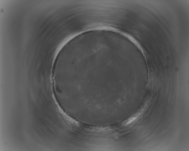 X0000066930951200603311348