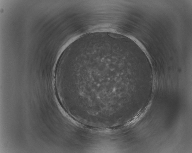 X0000066930957200603311349