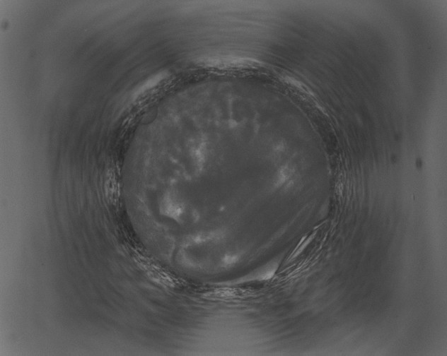 X0000066930966200603311348