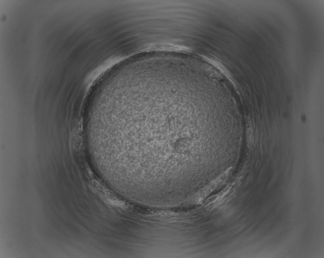 X0000066930971200603311348